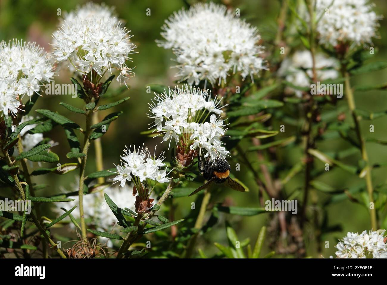 Ledum palustre, synonyme Rhododendron tomentosum, thé labrador des marais, bourdon Banque D'Images
