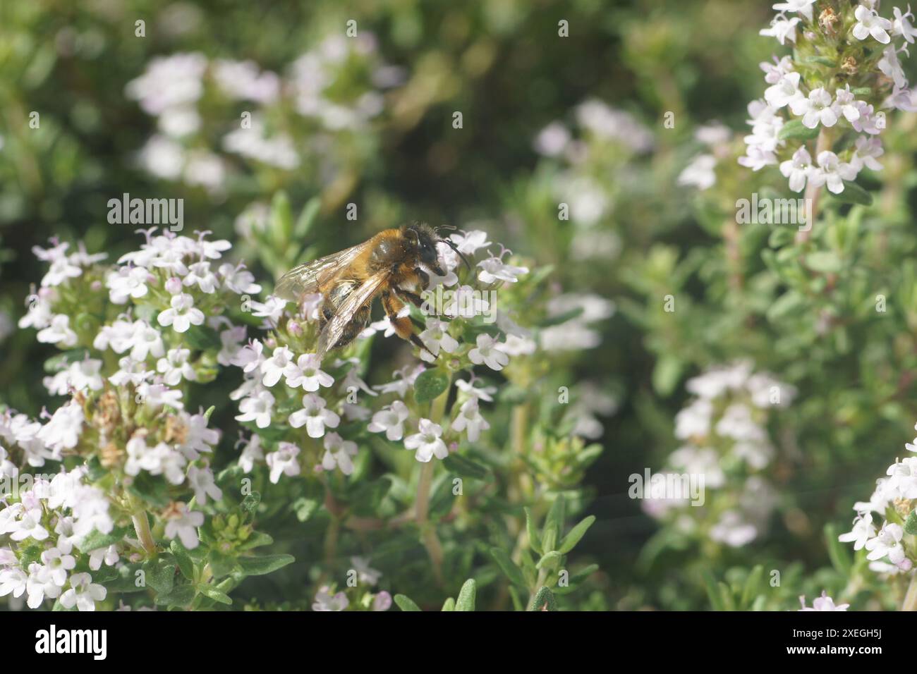 Thymus vulgaris, thym, bourdon Banque D'Images