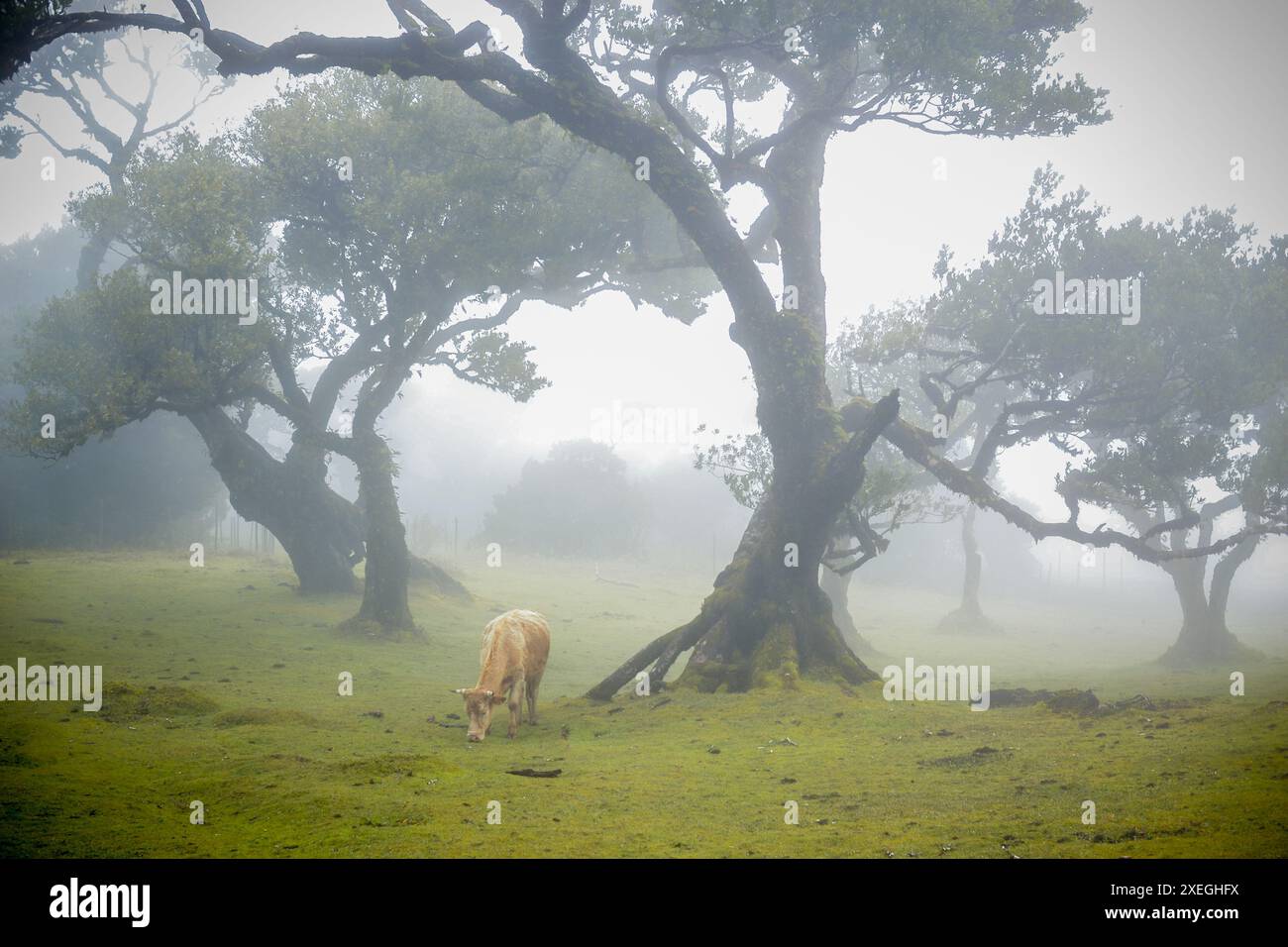 Pâturage de vaches dans la forêt mistique brumeuse de Fanal sur l'île de Madère, Portugal Banque D'Images