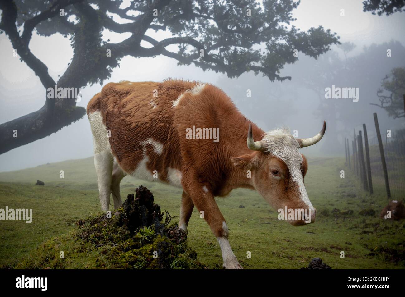 Pâturage de vaches dans la forêt mistique brumeuse de Fanal sur l'île de Madère, Portugal Banque D'Images