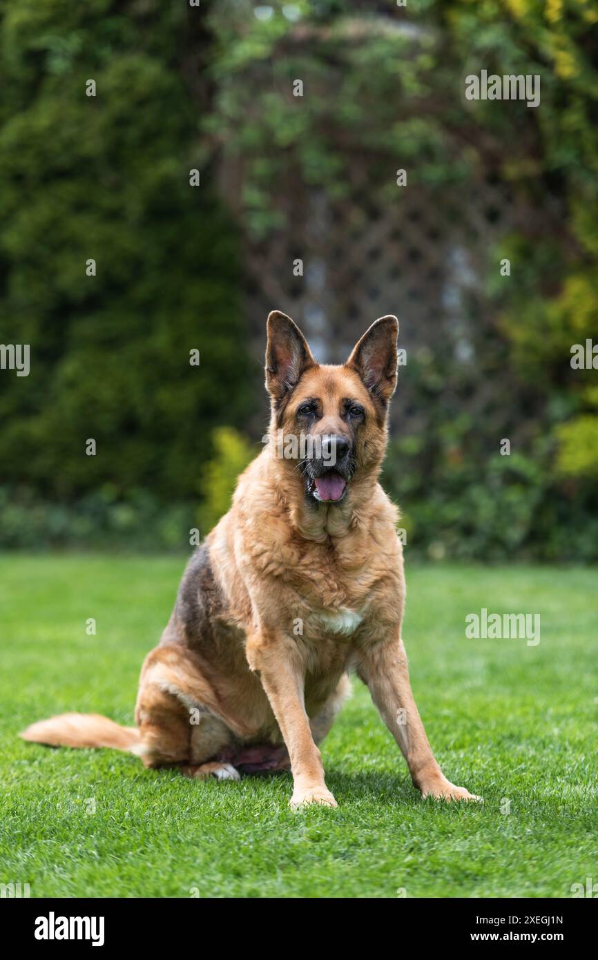 Chien berger allemand senior reposant sur l'herbe. Portrait intégral du corps Banque D'Images