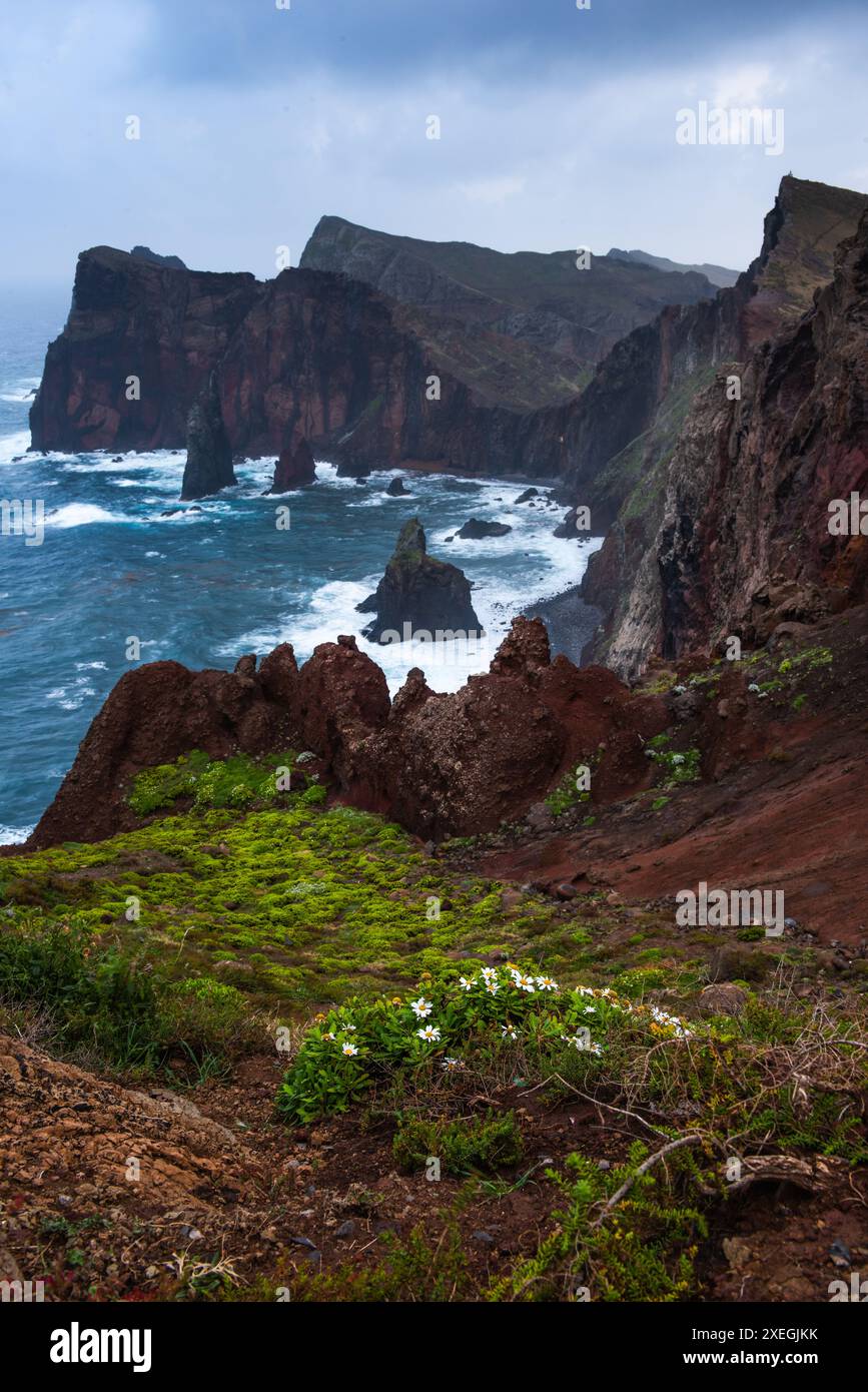 Ponta de Sao Lourenco avec des fleurs sauvages et des falaises à l'océan Atlantique. Madère, Portugal. Banque D'Images