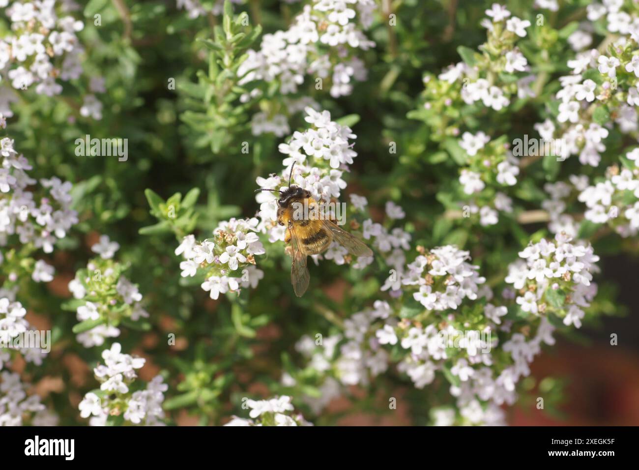 Thymus vulgaris, thym, bourdon Banque D'Images
