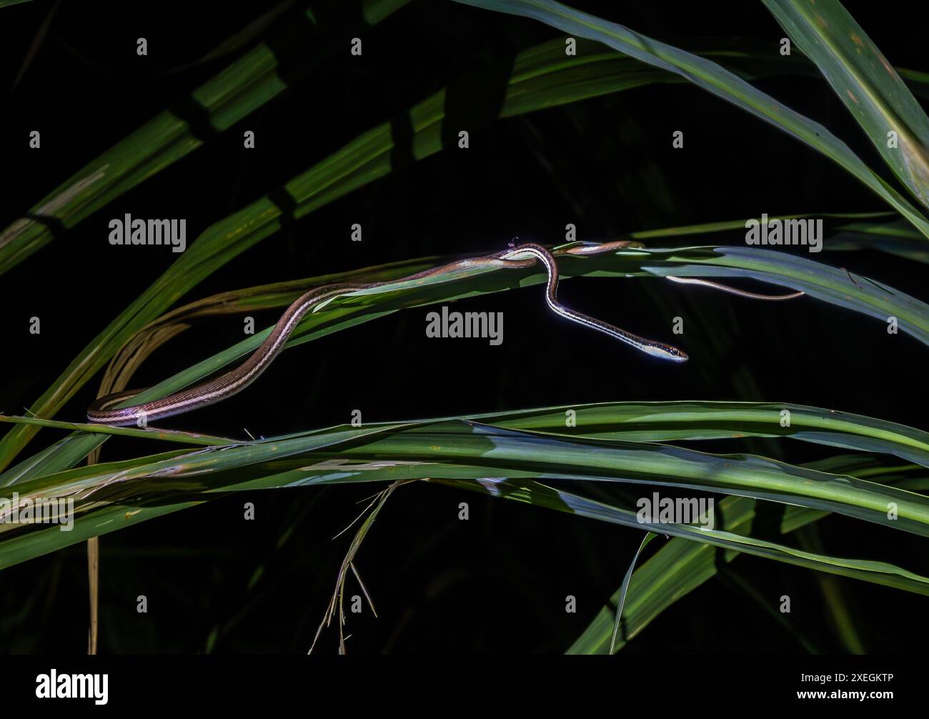 Un serpent Bronzeback peint (Dendrelaphis pictus) sur l'herbe la nuit. Sabah, Bornéo, Malaisie. Banque D'Images