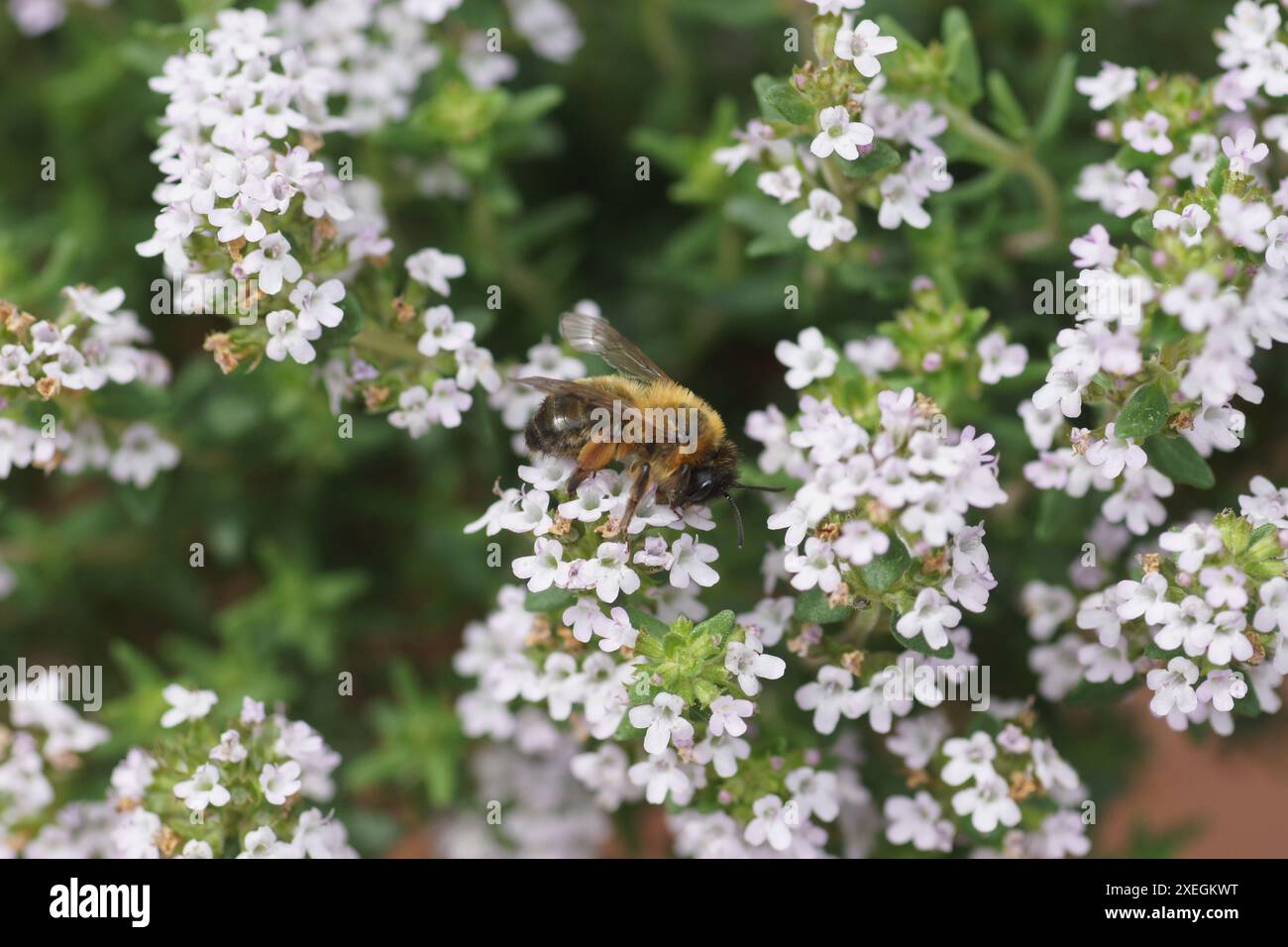 Thymus vulgaris, thym, bourdon Banque D'Images