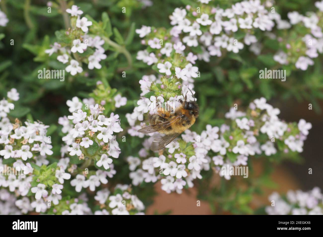 Thymus vulgaris, thym, bourdon Banque D'Images