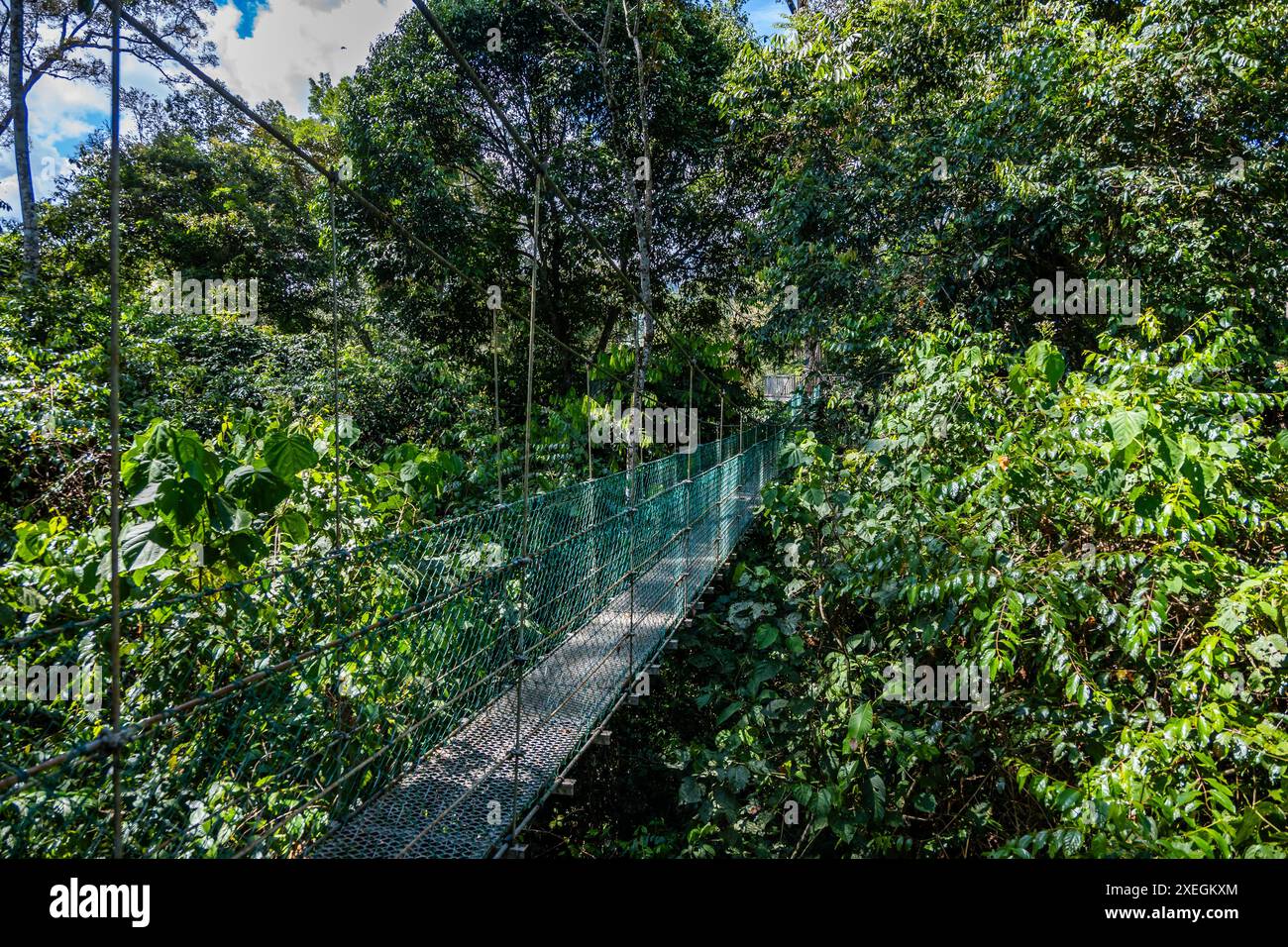 Pont aérien à travers une forêt tropicale luxuriante. Vallée de Danum, Sabah, Bornéo, Malaisie. Banque D'Images