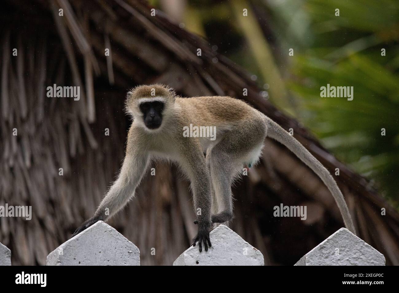 Gang de singes au Kenya, Afrique. Monkeys, un Lodge safari. Pluie, singes macaques Banque D'Images
