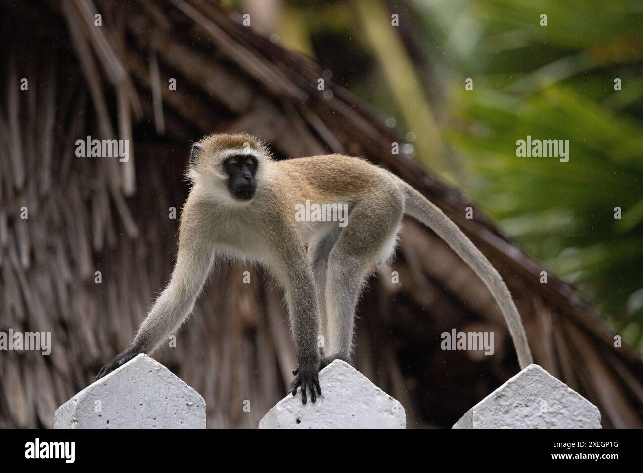 Gang de singes au Kenya, Afrique. Monkeys, un Lodge safari. Pluie, singes macaques Banque D'Images