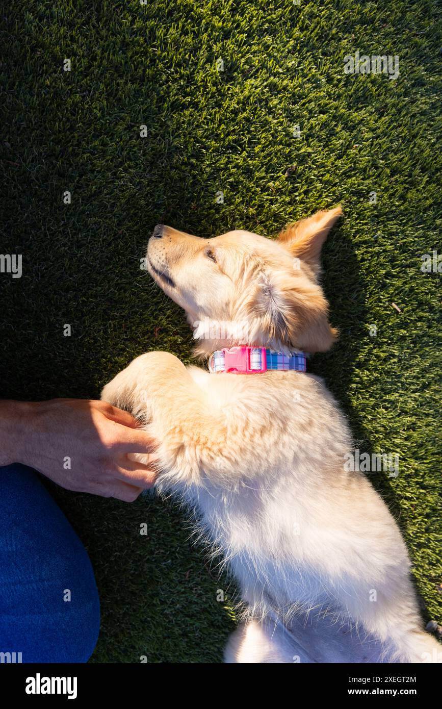 Chiot Golden retriever caressant allongé sur l'herbe, profitant du temps en plein air Banque D'Images