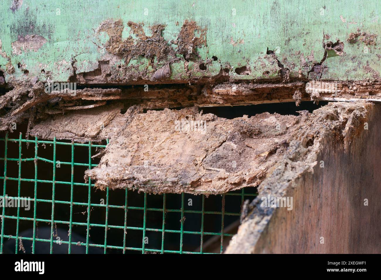 pourriture ou pourriture dans la structure en contreplaqué, construction de panneaux de bois émiettés et endommagés pour une exposition prolongée à l'humidité ou à l'eau vue en gros plan Banque D'Images