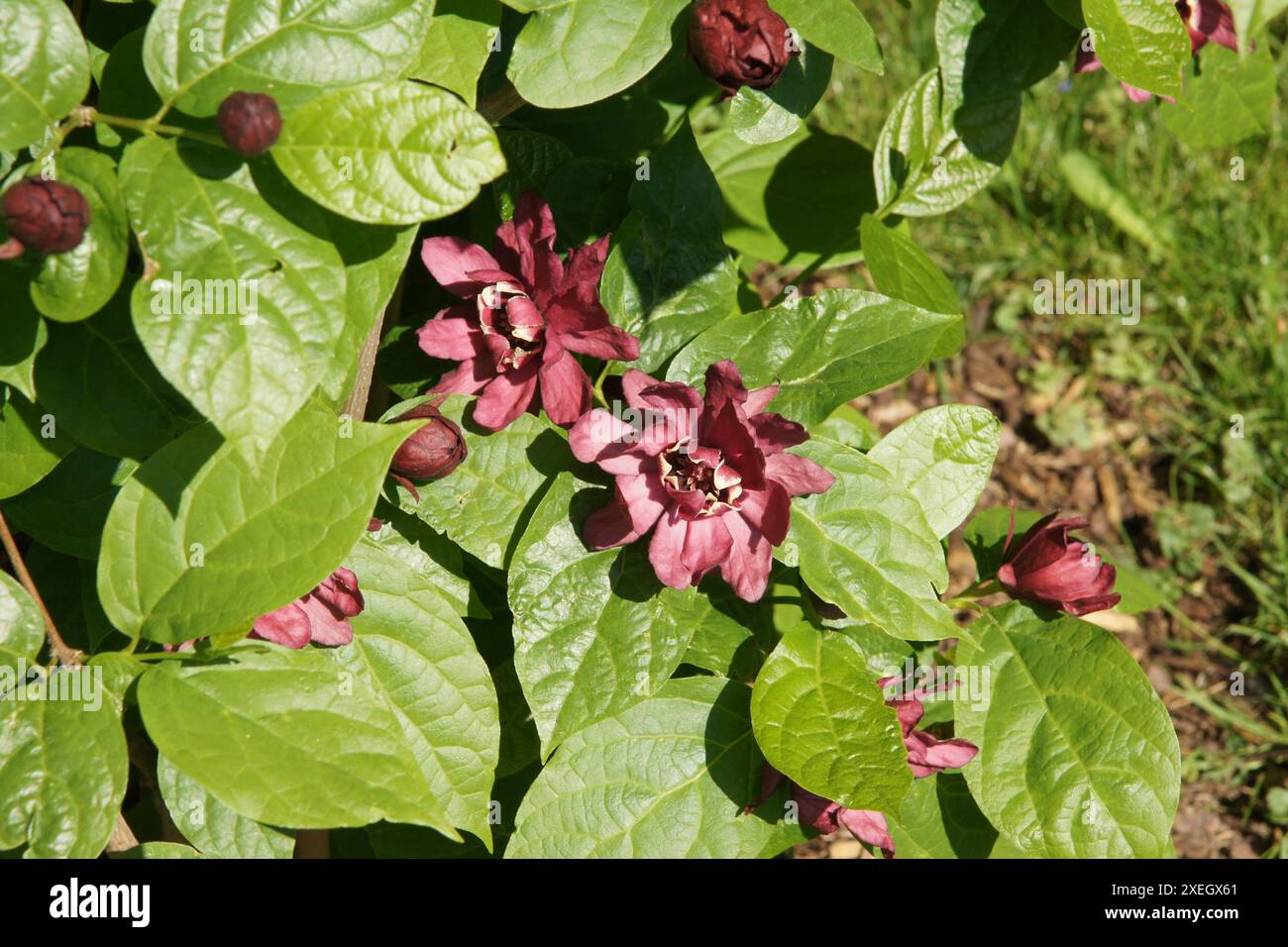 Sinocalycanthus x raustonii Banque D'Images