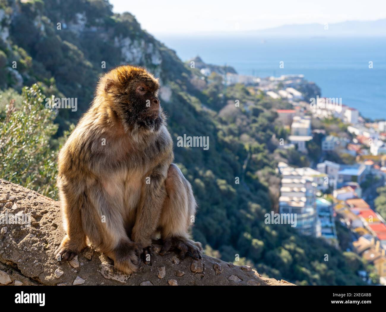 Gros plan du singe macaque barbare dans la réserve naturelle Upper Rock de Gibraltar Banque D'Images
