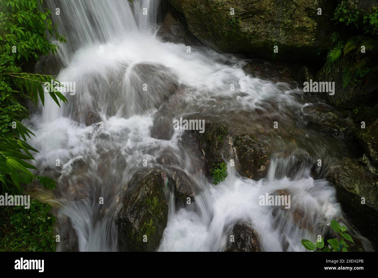 Belle cascade de Paglajhora sur Kurseong, montagnes himalayennes de Darjeeling, Bengale occidental, Inde. Origine de la rivière Mahananda coulant à travers la forêt. Banque D'Images