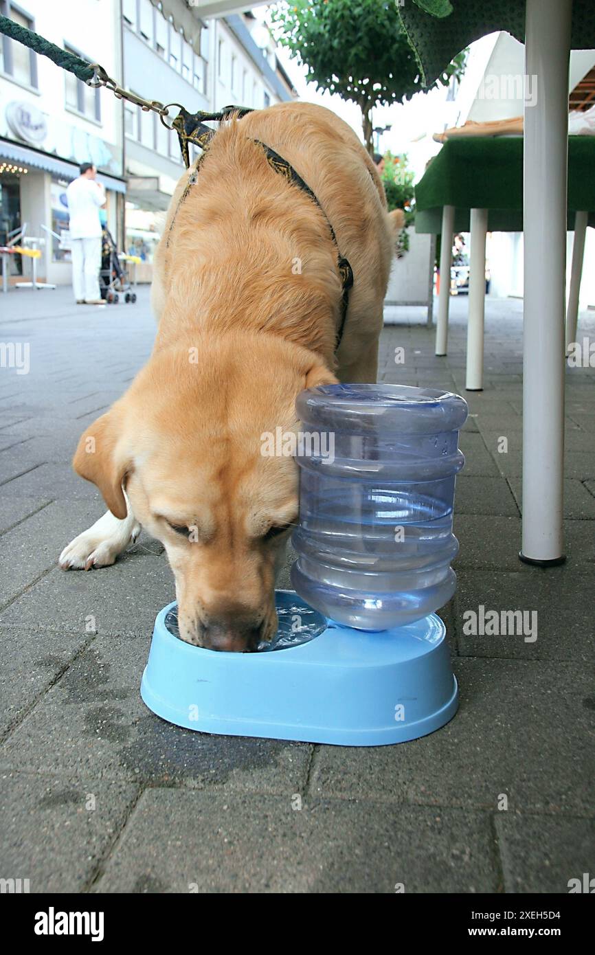 Potions pour chiens Banque D'Images