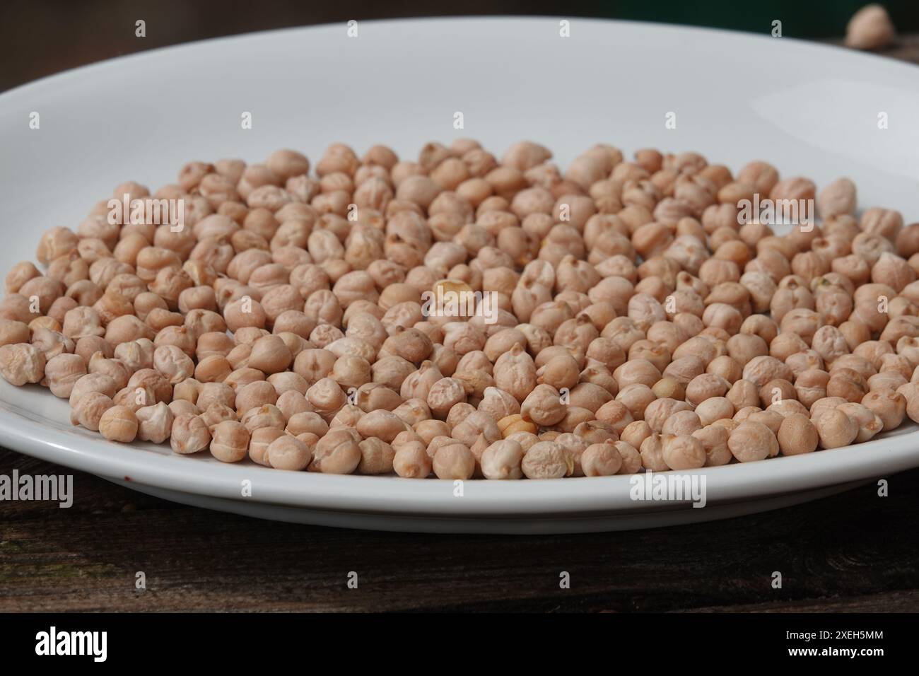 Cicer arietinum, pois chiches Banque D'Images
