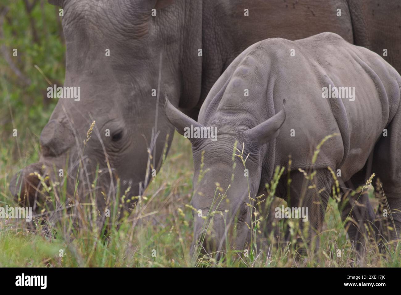 Gros plan d'une mère rhinocéros à cornes et de son veau dans la nature du Highveld, Malalane, parc national Kruger, Afrique du Sud ; rhinocéros blanc Banque D'Images