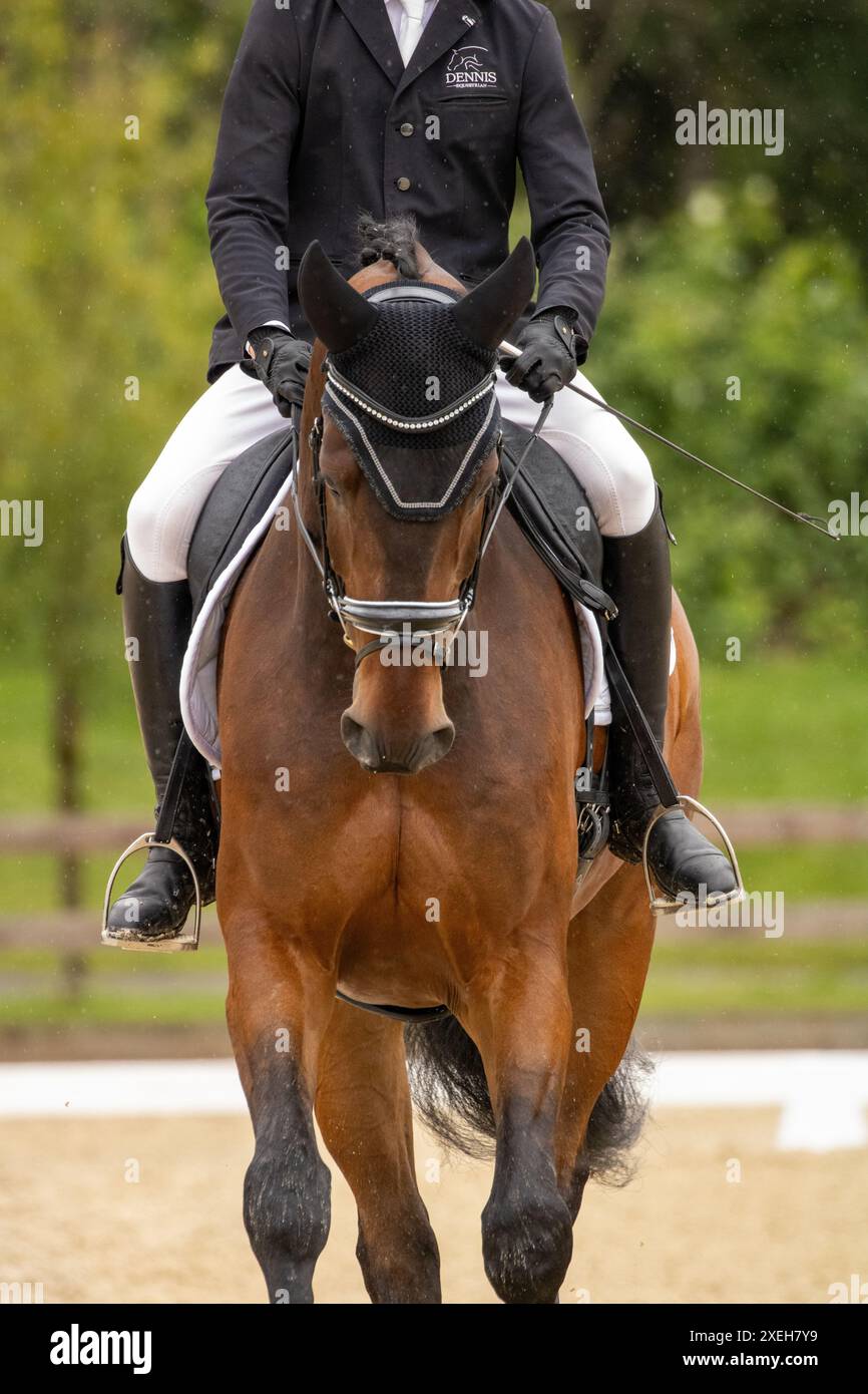 Étoile à venir dans le monde de dressage Banque D'Images