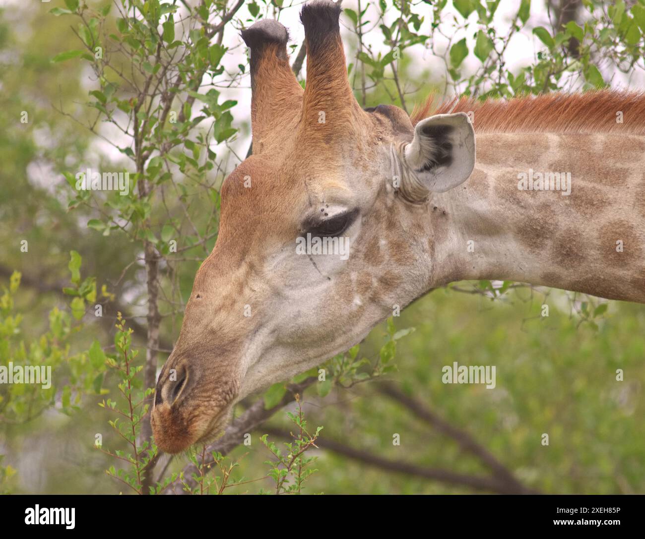 Gros plan d'une girafe se nourrissant de feuilles en utilisant sa langue d'une branche ; girafe sud-africaine ou girafe du Cap giraffa giraffa giraffa du parc Kruger Banque D'Images