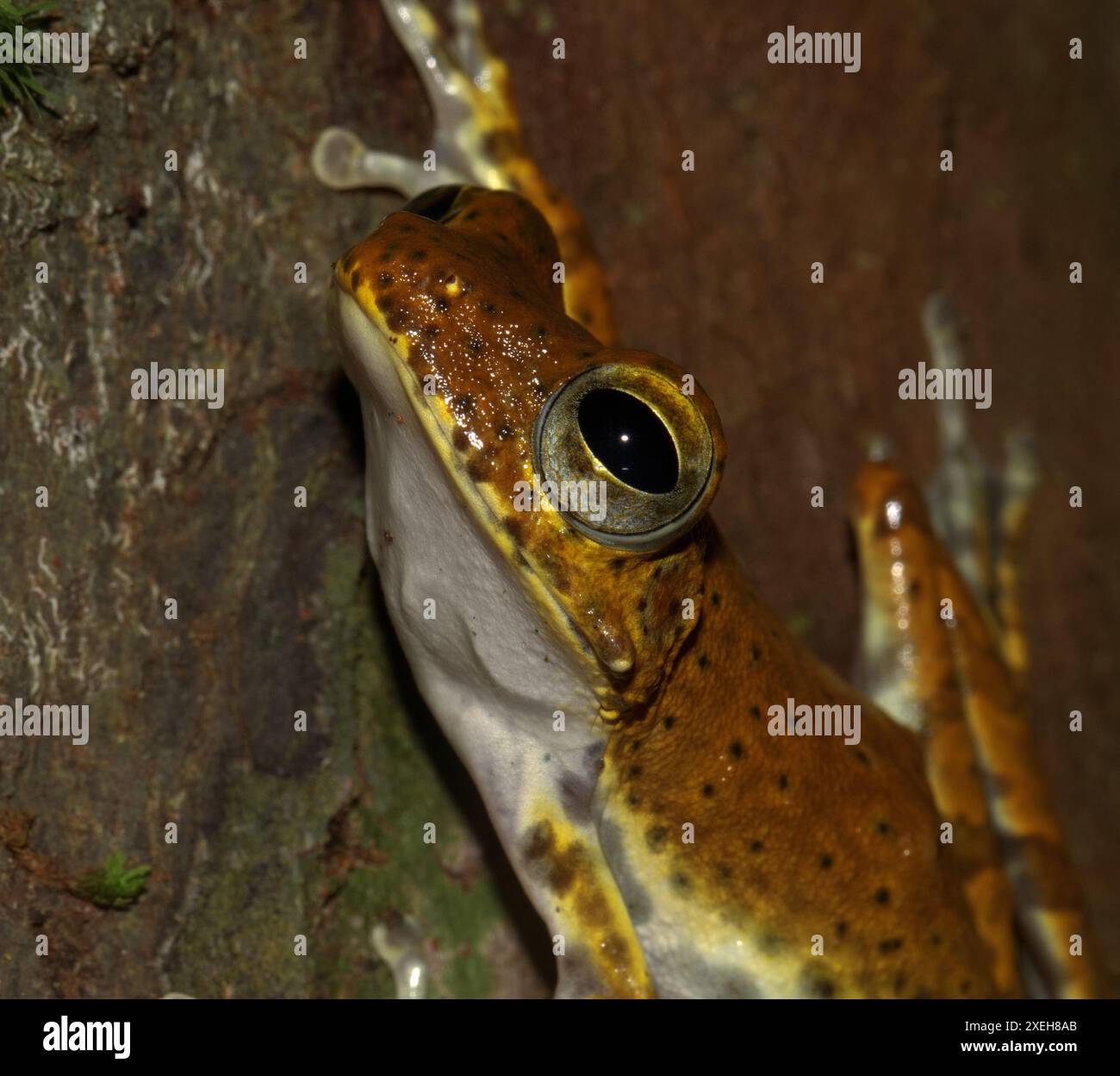 Grenouille perchée sur un tronc d'arbre s'accrochant avec ses coussinets d'orteils ; épines et sur la tête ; rare grenouille d'arbre endémique à épines Polypedates ranwellai du Sri Lanka Banque D'Images