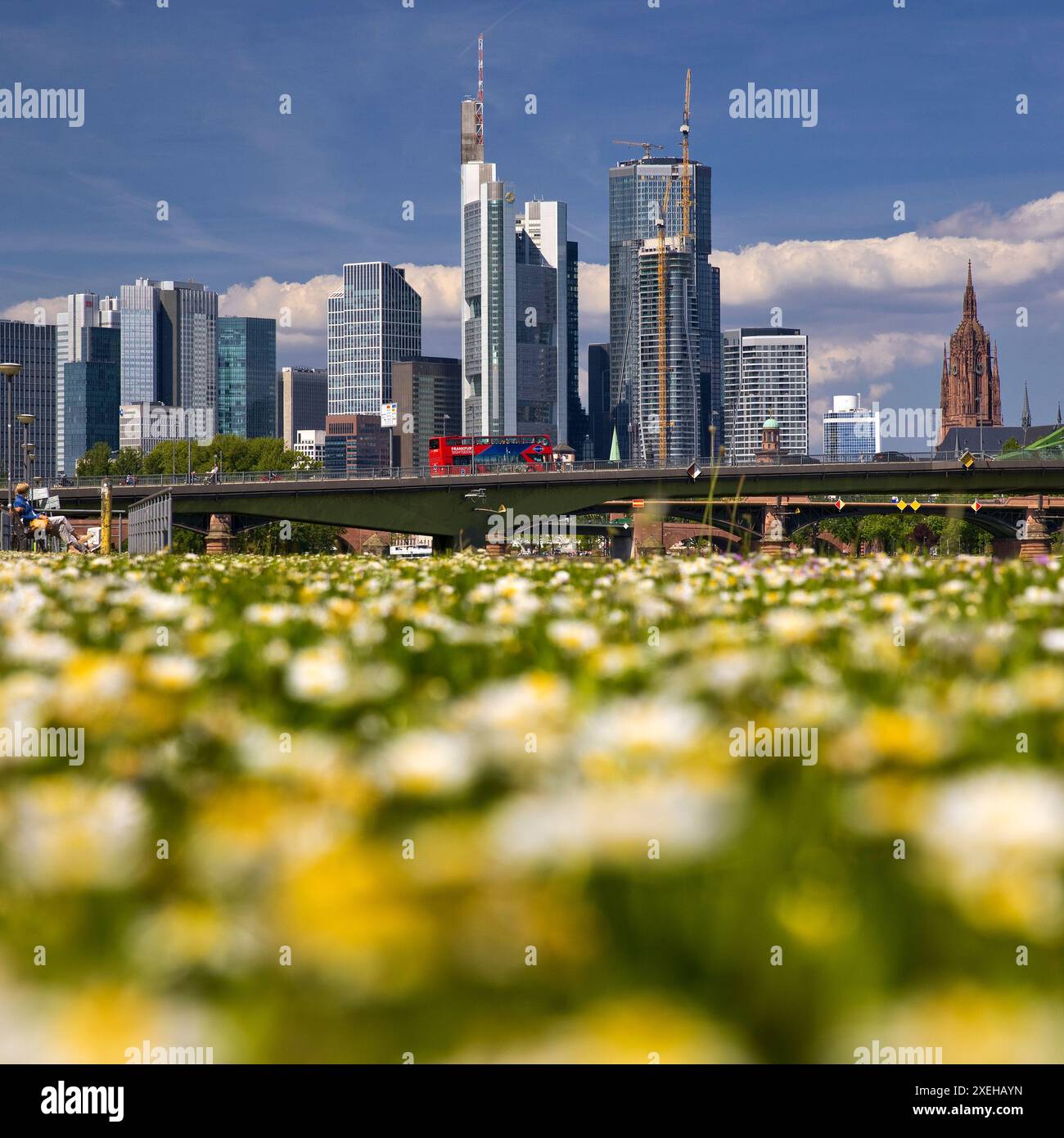 Fleurs floues sur la pelouse avec la ligne d'horizon nette de Francfort-sur-le-main, Hesse, Allemagne, Europe Banque D'Images