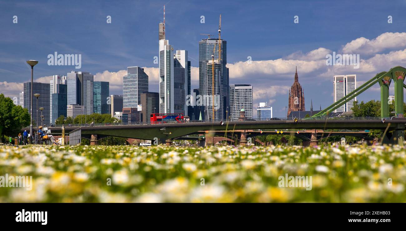 Fleurs floues sur la pelouse avec la ligne d'horizon nette de Francfort-sur-le-main, Hesse, Allemagne, Europe Banque D'Images