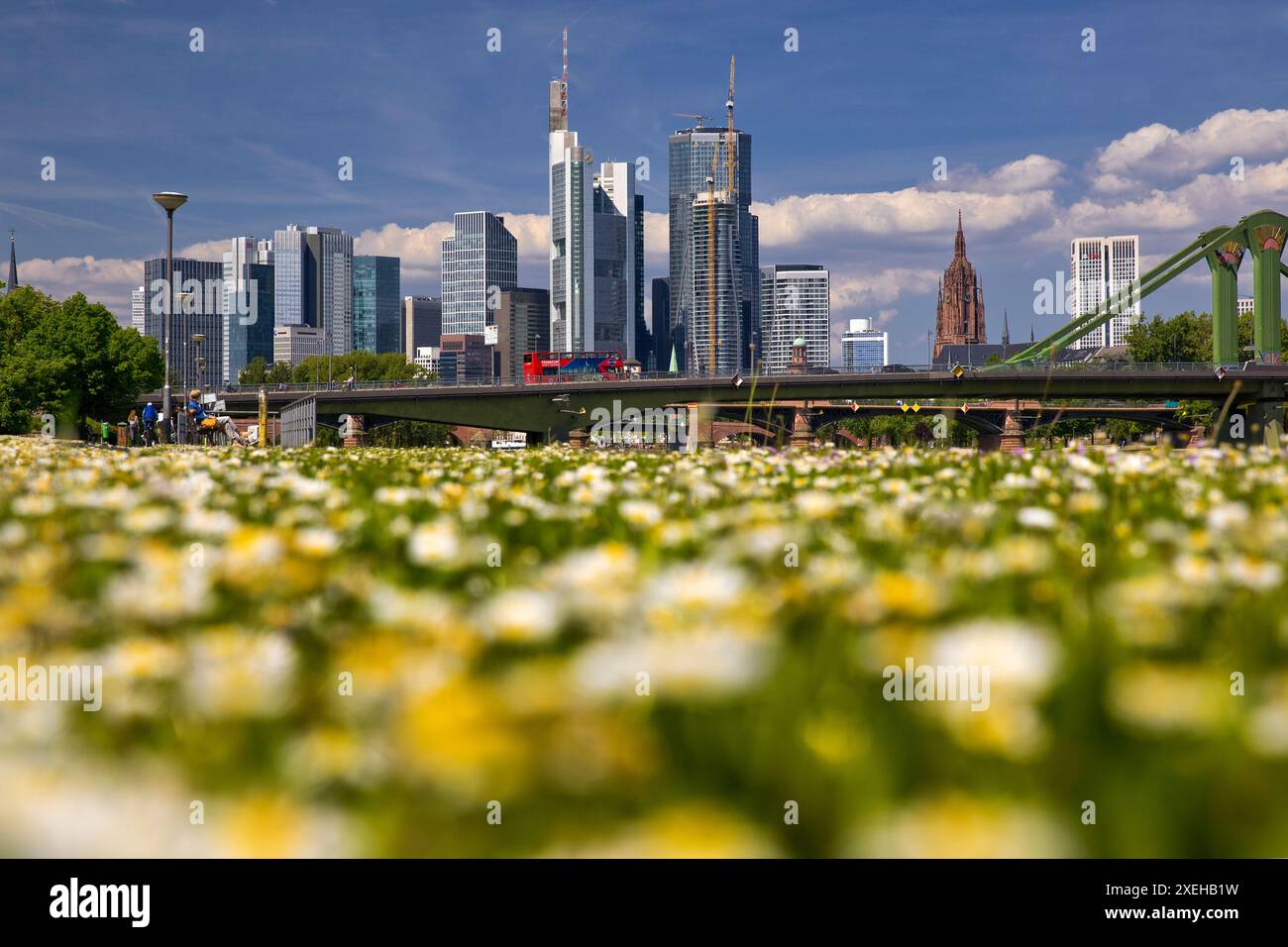 Fleurs floues sur la pelouse avec la ligne d'horizon nette de Francfort-sur-le-main, Hesse, Allemagne, Europe Banque D'Images