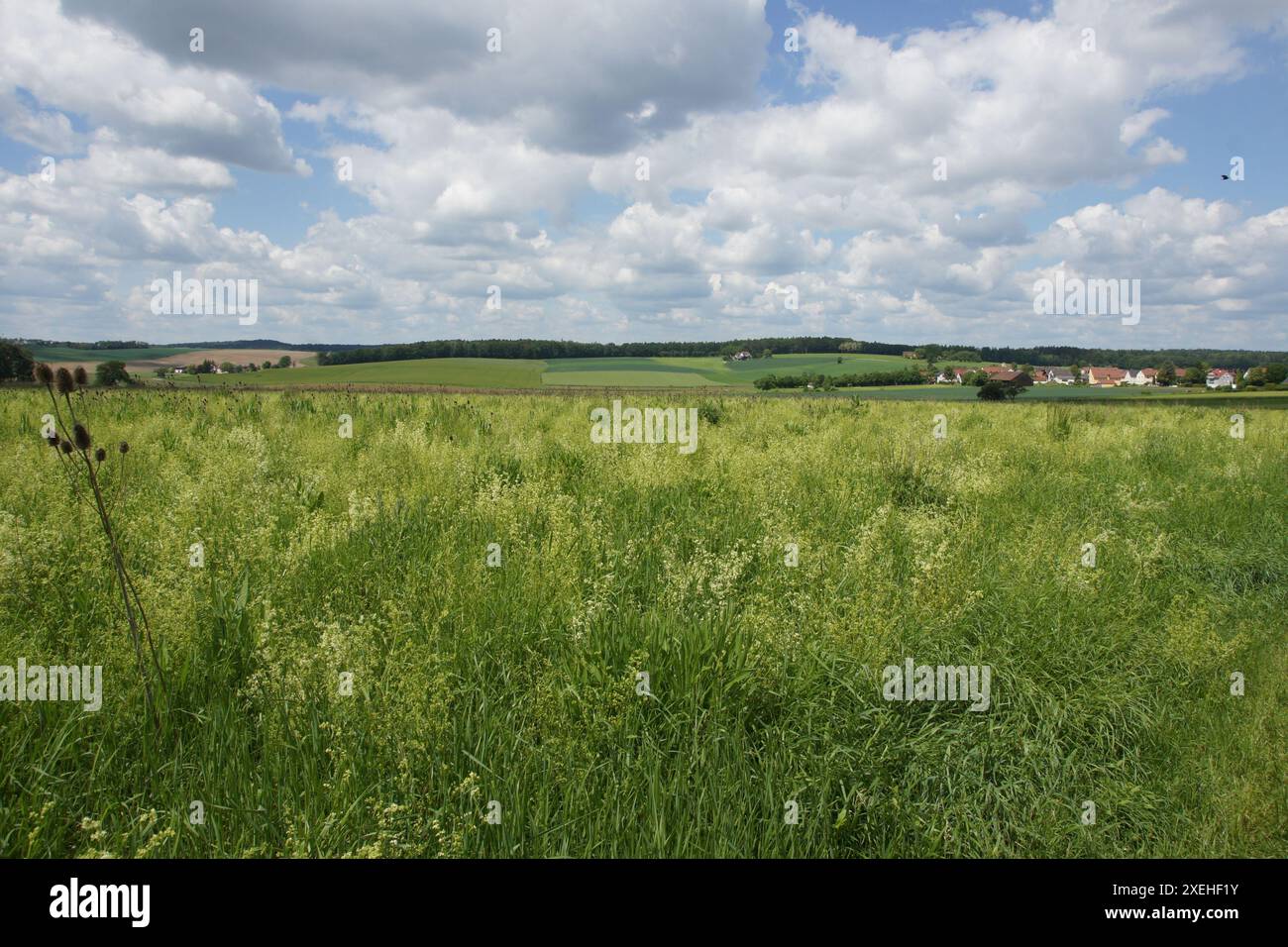 Galium mollugo, paille de lit à haies Banque D'Images