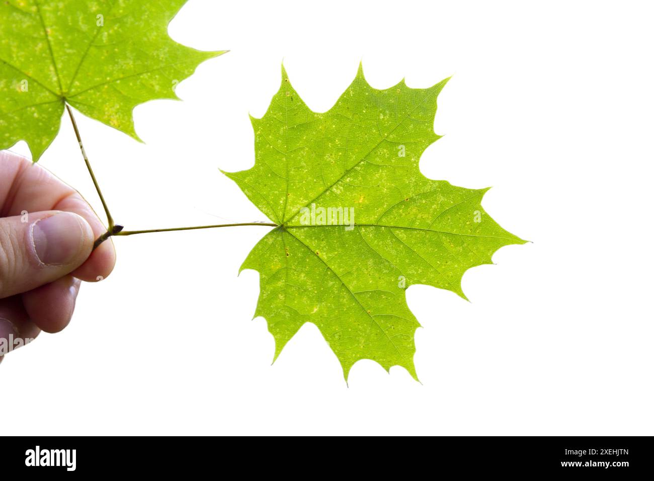 Feuille d'érable comme symbole d'automne sur un fond blanc isolé Banque D'Images