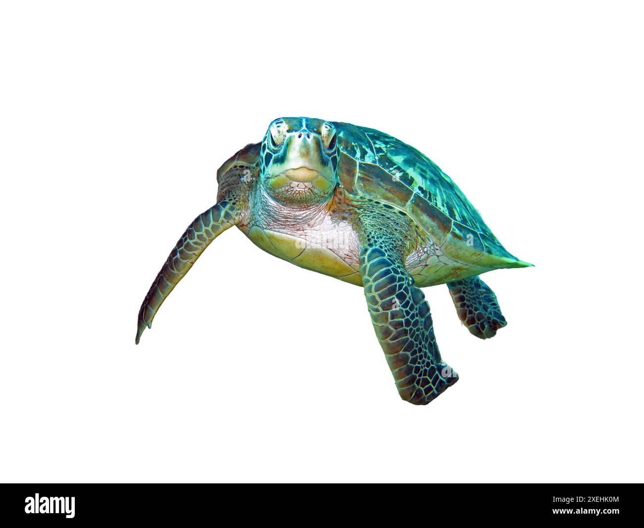 Tortue de mer verte isolée sur fond blanc Banque D'Images