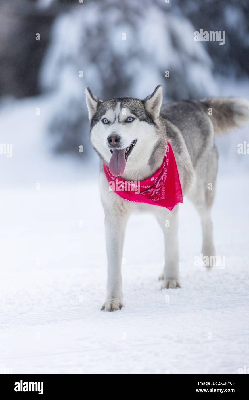 Promenade de chien Husky sibérien, forêt d'hiver Banque D'Images