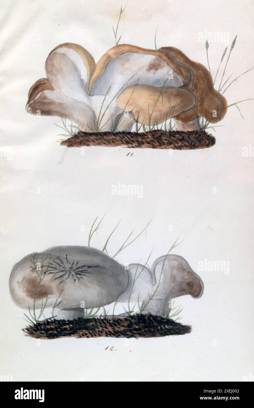 Une collection de dessins mycologiques de Albertini, Johann Baptist von, 1769-1831, Schweinitz, Lewis David von, 1780-1834 publié en 1805. Lewis David von Schweinitz fut le premier américain à concentrer ses efforts botaniques sur les champignons. Né à Bethléem, Pennsylvanie, le 13 février 1780, Schweinitz déménage avec sa famille en Allemagne en 1798 et entre au séminaire théologique morave de Niesky en Silésie. Il y rencontre le professeur Albertini, qui s'intéresse également à la botanique. Ensemble Schweinitz et Albertini collectent et étudient les champignons dans toute la région du Niesky et publient en 1805 le Conspectus Fu Banque D'Images