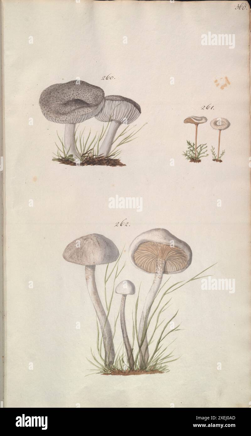 Une collection de dessins mycologiques de Albertini, Johann Baptist von, 1769-1831, Schweinitz, Lewis David von, 1780-1834 publié en 1805. Lewis David von Schweinitz fut le premier américain à concentrer ses efforts botaniques sur les champignons. Né à Bethléem, Pennsylvanie, le 13 février 1780, Schweinitz déménage avec sa famille en Allemagne en 1798 et entre au séminaire théologique morave de Niesky en Silésie. Il y rencontre le professeur Albertini, qui s'intéresse également à la botanique. Ensemble Schweinitz et Albertini collectent et étudient les champignons dans toute la région du Niesky et publient en 1805 le Conspectus Fu Banque D'Images