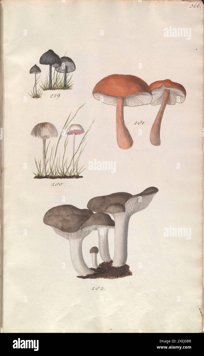 Une collection de dessins mycologiques de Albertini, Johann Baptist von, 1769-1831, Schweinitz, Lewis David von, 1780-1834 publié en 1805. Lewis David von Schweinitz fut le premier américain à concentrer ses efforts botaniques sur les champignons. Né à Bethléem, Pennsylvanie, le 13 février 1780, Schweinitz déménage avec sa famille en Allemagne en 1798 et entre au séminaire théologique morave de Niesky en Silésie. Il y rencontre le professeur Albertini, qui s'intéresse également à la botanique. Ensemble Schweinitz et Albertini collectent et étudient les champignons dans toute la région du Niesky et publient en 1805 le Conspectus Fu Banque D'Images