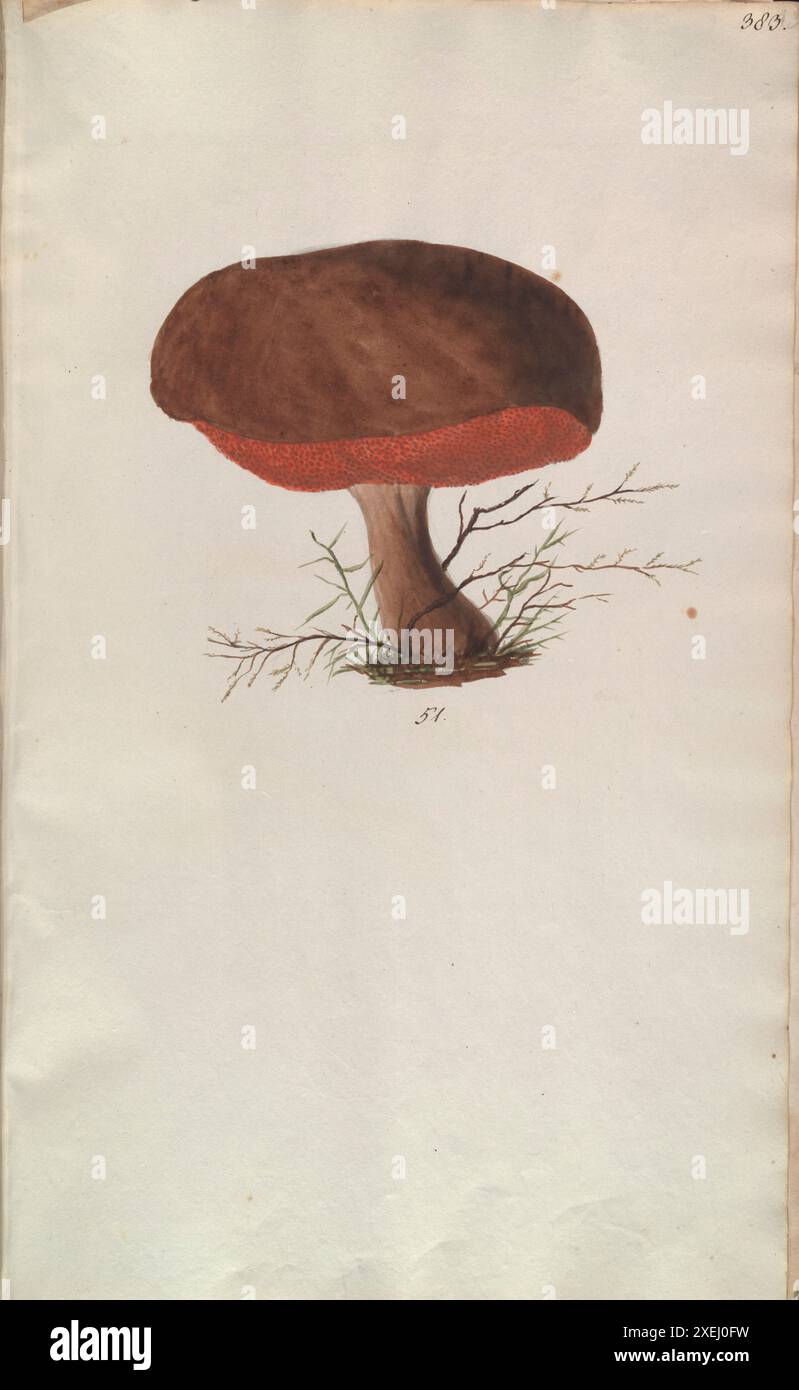 Une collection de dessins mycologiques de Albertini, Johann Baptist von, 1769-1831, Schweinitz, Lewis David von, 1780-1834 publié en 1805. Lewis David von Schweinitz fut le premier américain à concentrer ses efforts botaniques sur les champignons. Né à Bethléem, Pennsylvanie, le 13 février 1780, Schweinitz déménage avec sa famille en Allemagne en 1798 et entre au séminaire théologique morave de Niesky en Silésie. Il y rencontre le professeur Albertini, qui s'intéresse également à la botanique. Ensemble Schweinitz et Albertini collectent et étudient les champignons dans toute la région du Niesky et publient en 1805 le Conspectus Fu Banque D'Images