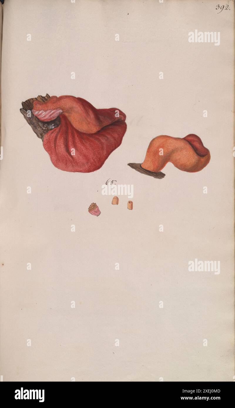 Une collection de dessins mycologiques de Albertini, Johann Baptist von, 1769-1831, Schweinitz, Lewis David von, 1780-1834 publié en 1805. Lewis David von Schweinitz fut le premier américain à concentrer ses efforts botaniques sur les champignons. Né à Bethléem, Pennsylvanie, le 13 février 1780, Schweinitz déménage avec sa famille en Allemagne en 1798 et entre au séminaire théologique morave de Niesky en Silésie. Il y rencontre le professeur Albertini, qui s'intéresse également à la botanique. Ensemble Schweinitz et Albertini collectent et étudient les champignons dans toute la région du Niesky et publient en 1805 le Conspectus Fu Banque D'Images