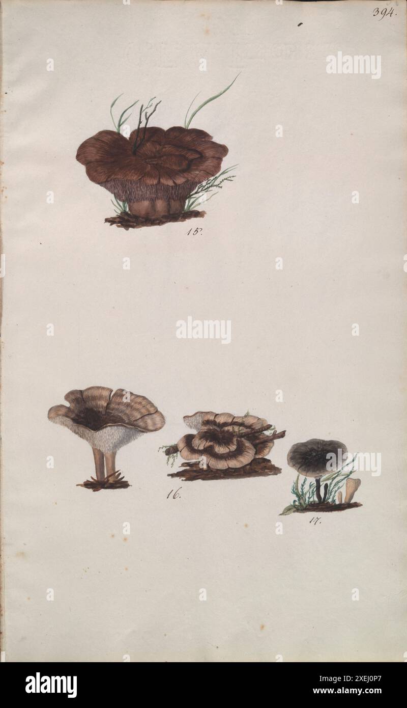 Une collection de dessins mycologiques de Albertini, Johann Baptist von, 1769-1831, Schweinitz, Lewis David von, 1780-1834 publié en 1805. Lewis David von Schweinitz fut le premier américain à concentrer ses efforts botaniques sur les champignons. Né à Bethléem, Pennsylvanie, le 13 février 1780, Schweinitz déménage avec sa famille en Allemagne en 1798 et entre au séminaire théologique morave de Niesky en Silésie. Il y rencontre le professeur Albertini, qui s'intéresse également à la botanique. Ensemble Schweinitz et Albertini collectent et étudient les champignons dans toute la région du Niesky et publient en 1805 le Conspectus Fu Banque D'Images