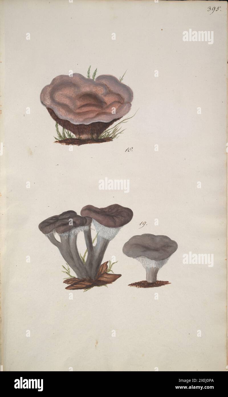 Une collection de dessins mycologiques de Albertini, Johann Baptist von, 1769-1831, Schweinitz, Lewis David von, 1780-1834 publié en 1805. Lewis David von Schweinitz fut le premier américain à concentrer ses efforts botaniques sur les champignons. Né à Bethléem, Pennsylvanie, le 13 février 1780, Schweinitz déménage avec sa famille en Allemagne en 1798 et entre au séminaire théologique morave de Niesky en Silésie. Il y rencontre le professeur Albertini, qui s'intéresse également à la botanique. Ensemble Schweinitz et Albertini collectent et étudient les champignons dans toute la région du Niesky et publient en 1805 le Conspectus Fu Banque D'Images