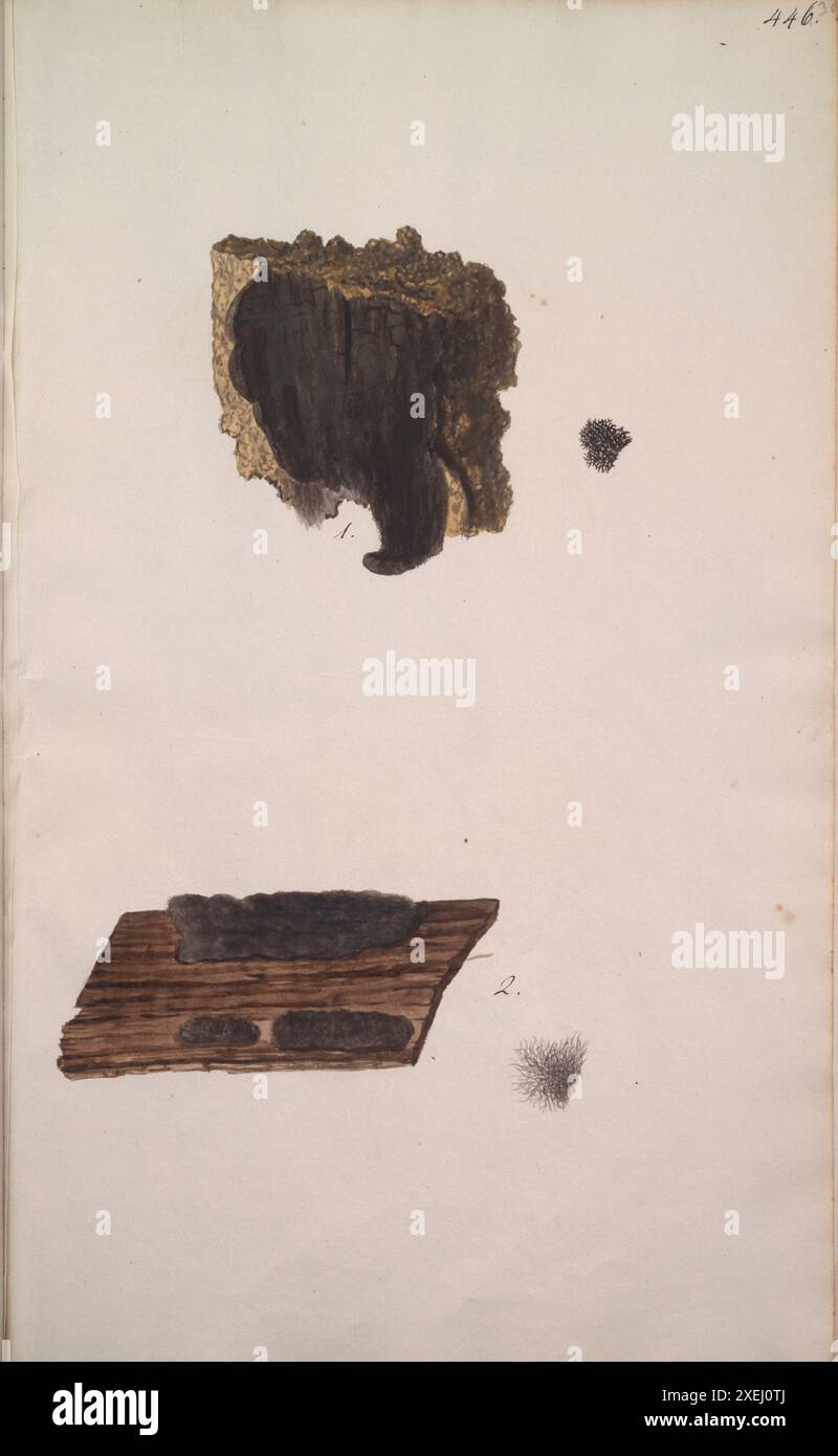 Une collection de dessins mycologiques de Albertini, Johann Baptist von, 1769-1831, Schweinitz, Lewis David von, 1780-1834 publié en 1805. Lewis David von Schweinitz fut le premier américain à concentrer ses efforts botaniques sur les champignons. Né à Bethléem, Pennsylvanie, le 13 février 1780, Schweinitz déménage avec sa famille en Allemagne en 1798 et entre au séminaire théologique morave de Niesky en Silésie. Il y rencontre le professeur Albertini, qui s'intéresse également à la botanique. Ensemble Schweinitz et Albertini collectent et étudient les champignons dans toute la région du Niesky et publient en 1805 le Conspectus Fu Banque D'Images