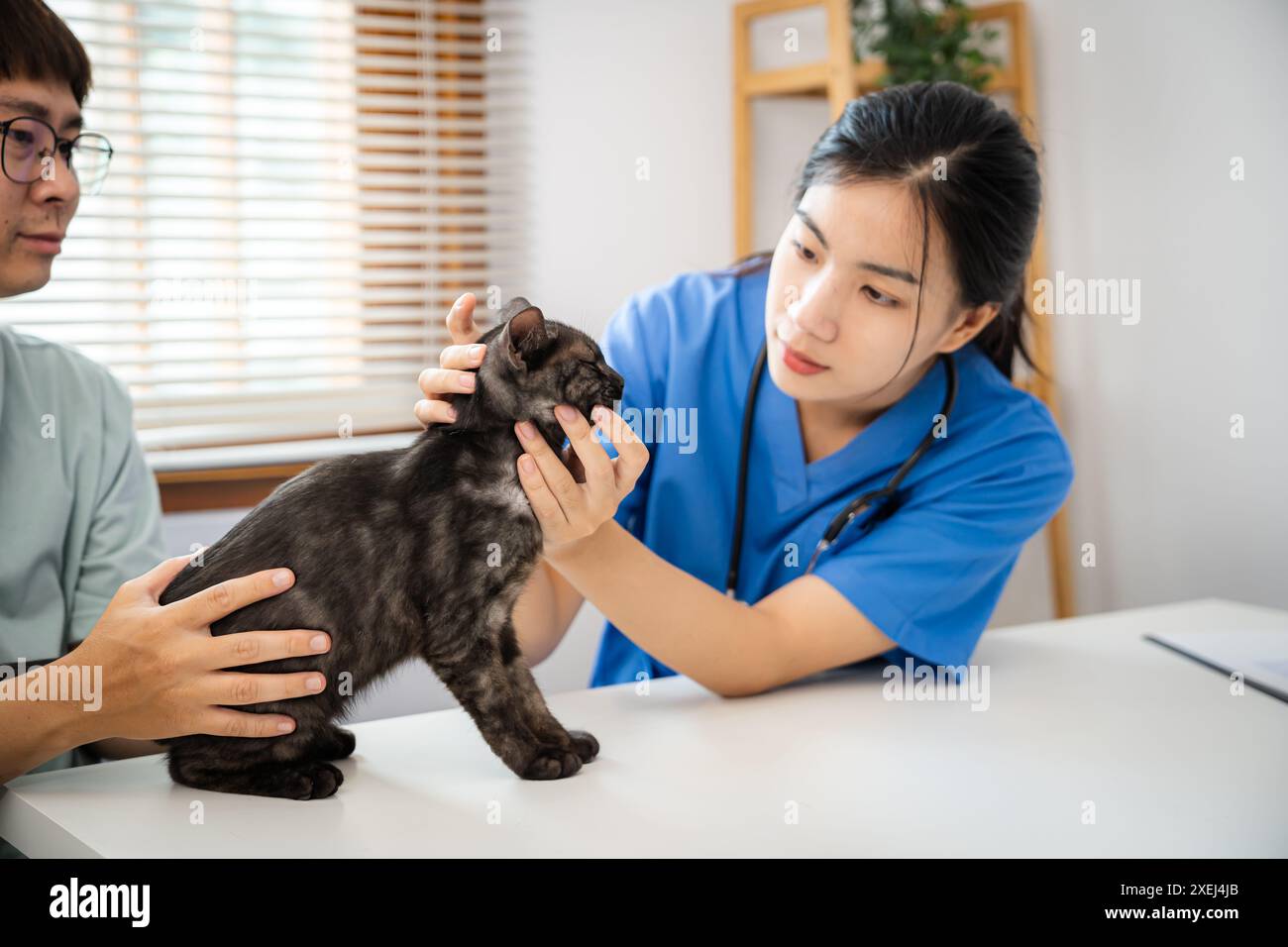 Vétérinaire professionnel aide le chat. chat propriétaire tenant l'animal sur les mains. Chat sur la table d'examen de la clinique vétérinaire. Vétérinaire c Banque D'Images