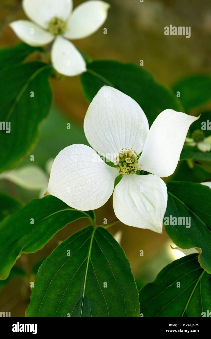 Les Dogwoods à fleurs blanches en plein air se rapprochent au printemps Banque D'Images