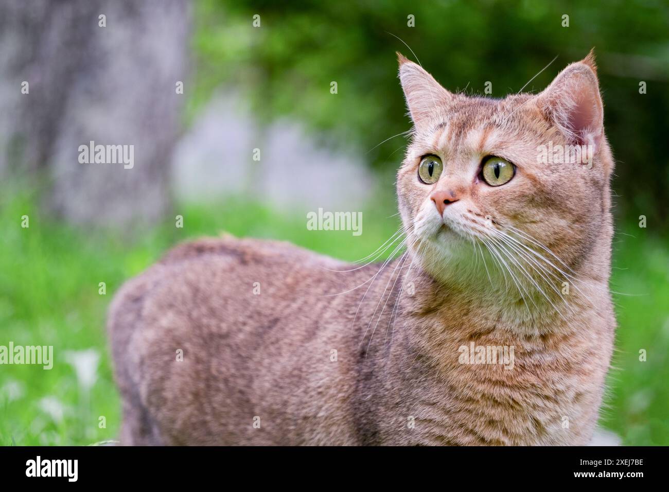 Chat rouge. Portrait d'un chat Chinchilla doré surpris dans la nature Banque D'Images