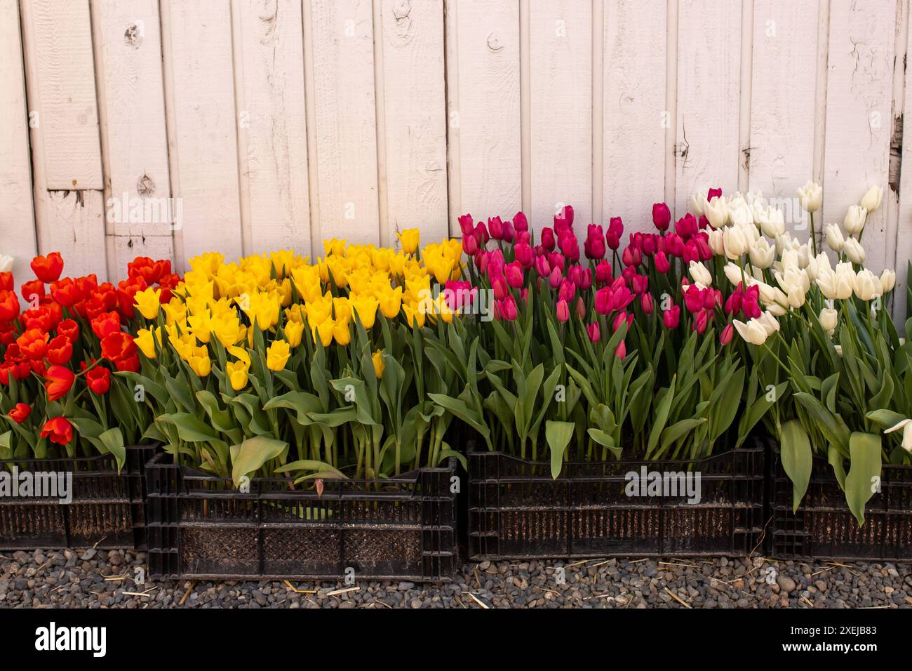 Tulipes colorées contre une clôture blanche rustique, un tableau de printemps Banque D'Images
