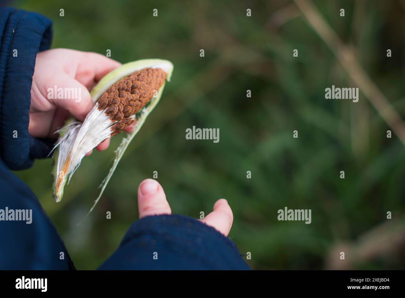 Enfant tenant une gousse d'aspersion avec des graines, portant une veste bleue Banque D'Images