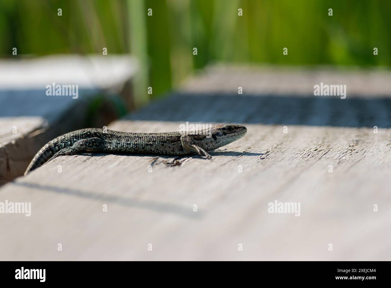 Lézard commun Lacerta vivipara, gris brun avec des marques foncées peau écailleuse longue queue bain de soleil sur planche de bois marcher espace copie doux avant et arrière-plan Banque D'Images