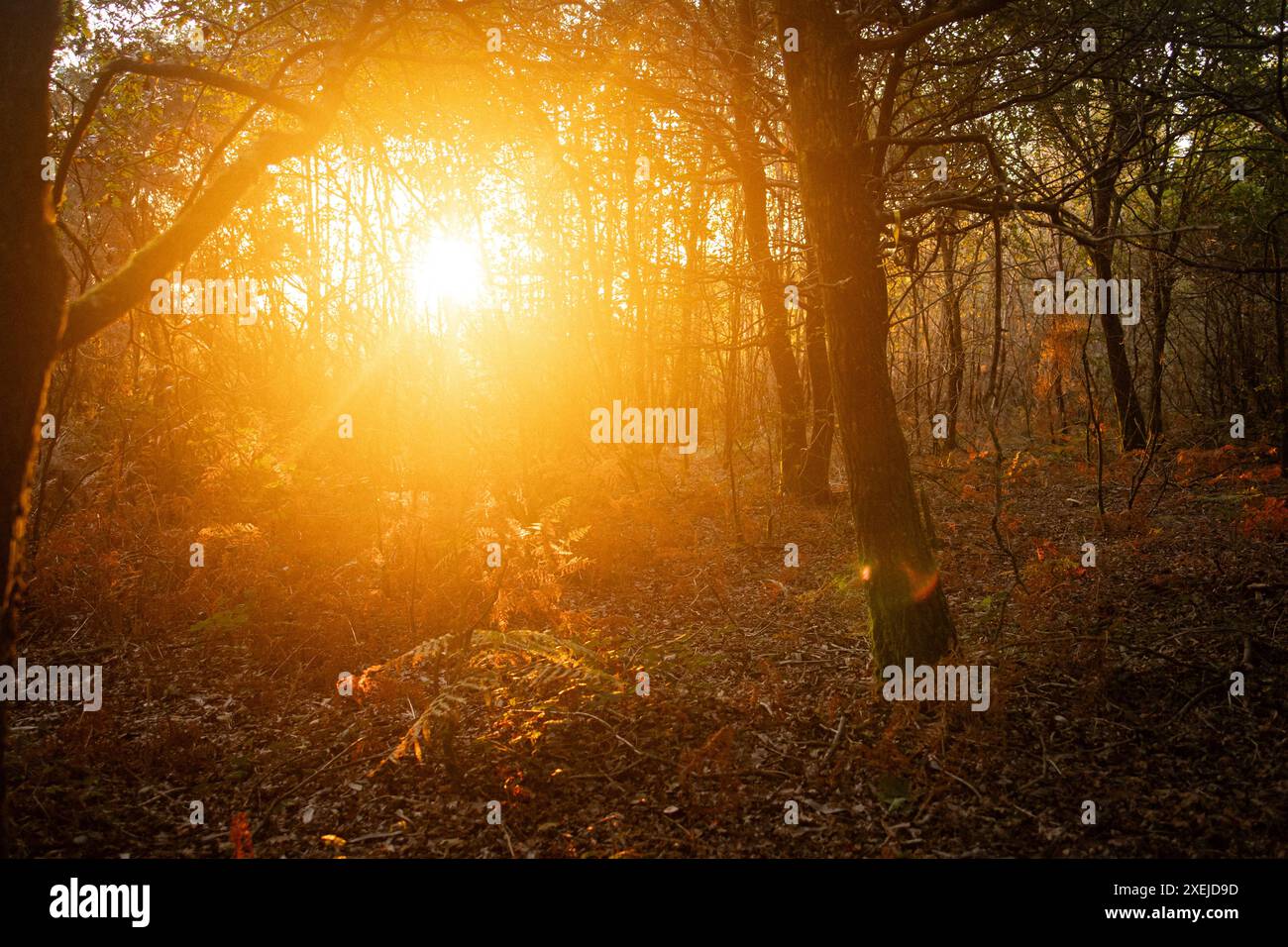 Le lever du soleil traverse la forêt Banque D'Images