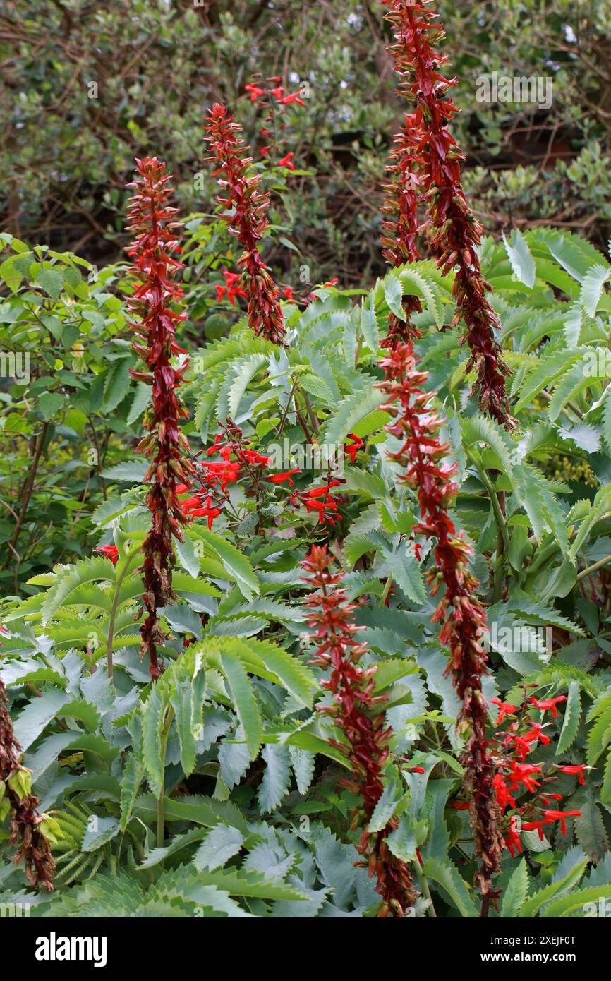Fleur de miel, Melianthus major, Melianthaceae. Alias Giant Honey Flower ou Kruidjie-roer-My-nie. Mountain Fynbos. Cap occidental, Afrique du Sud. Banque D'Images Fleur de miel, Melianthus major, Melianthaceae. Alias Giant Honey Flower ou Kruidjie-roer-My-nie. Mountain Fynbos. Cap occidental, Afrique du Sud. Banque D'Images