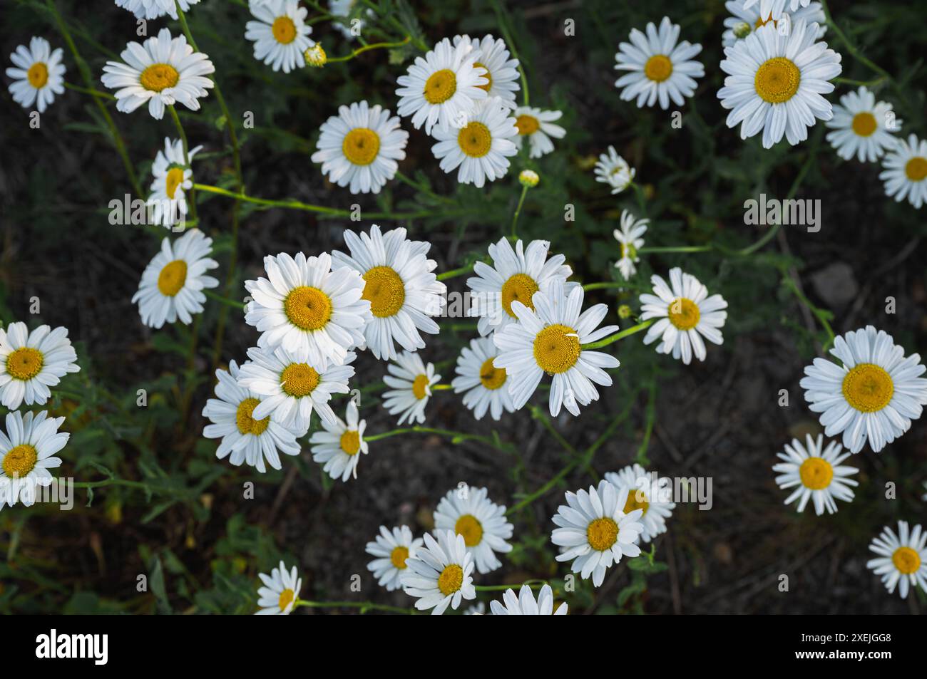 Floraison de marguerites blanches sur terrain Banque D'Images