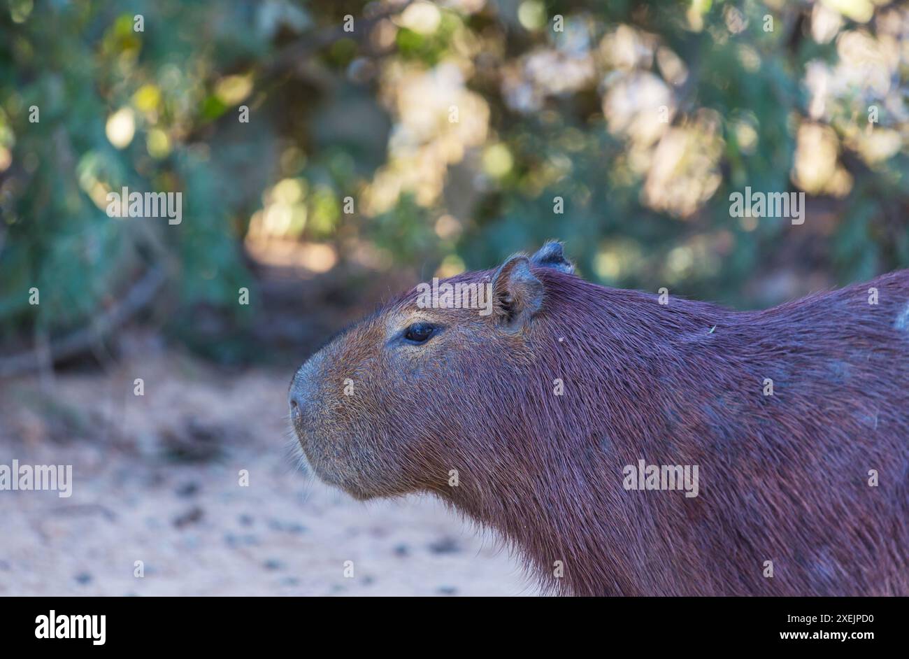 Capybara Banque D'Images