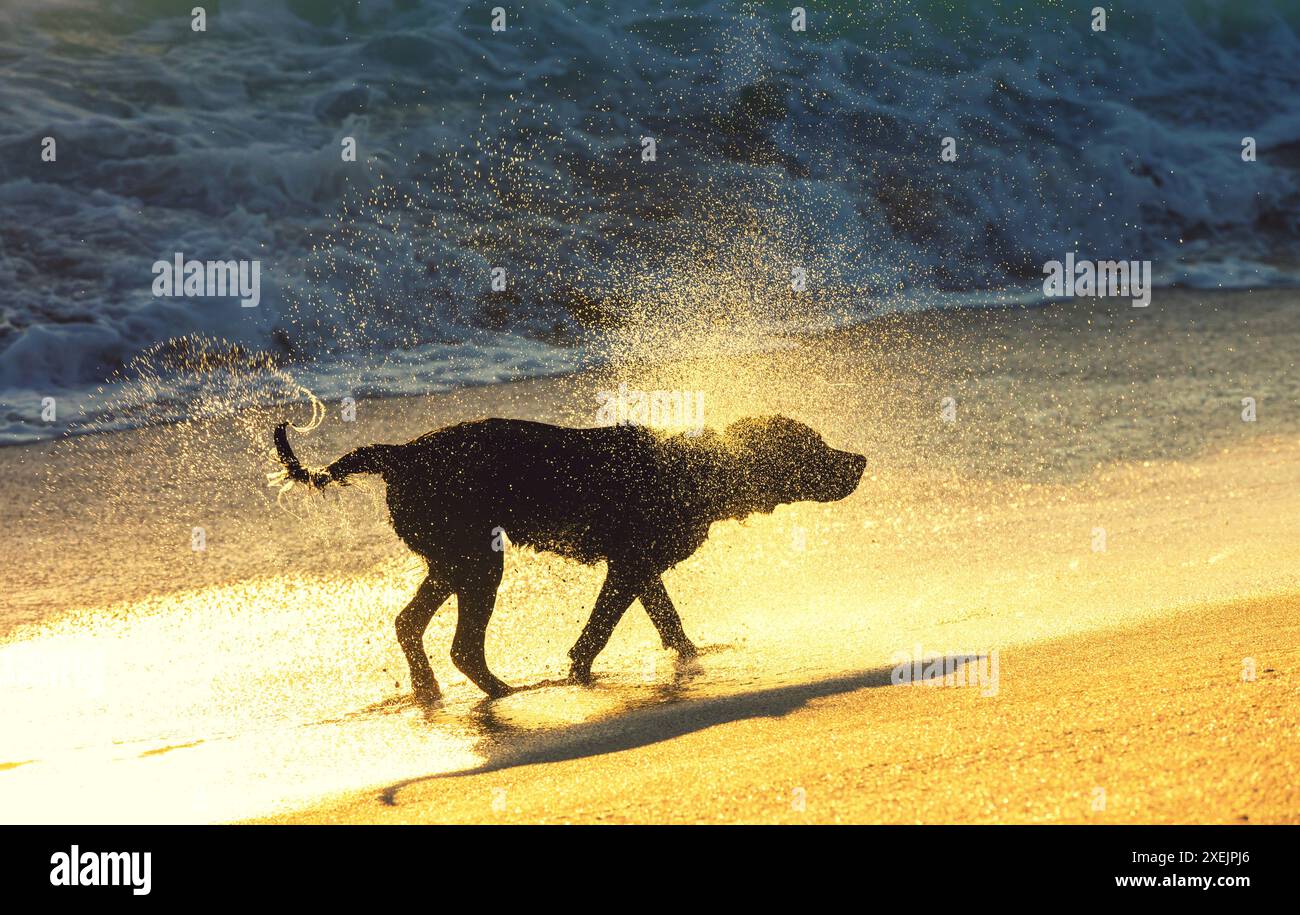 Chien sur la plage Banque D'Images
